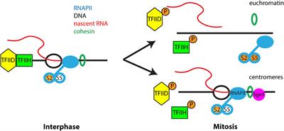 Dynamic redistribution and inheritance of chromatin:RNA interactions during cell division